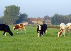 Klaas Engelbrechtspolder